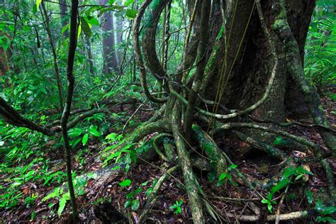 Marquette scientists find vines in tropical forest may significantly accelerate climate change ...