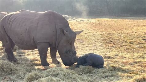 MOST INCREDIBLE FOOTAGE OF RHINO CALF BIRTH - YouTube