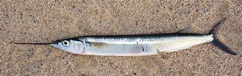 Longfin Halfbeak | Mexico – Fish, Birds, Crabs, Marine Life, Shells and Terrestrial Life