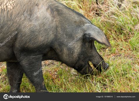 Iberian pig grazing — Stock Photo © Gelpi #151968310