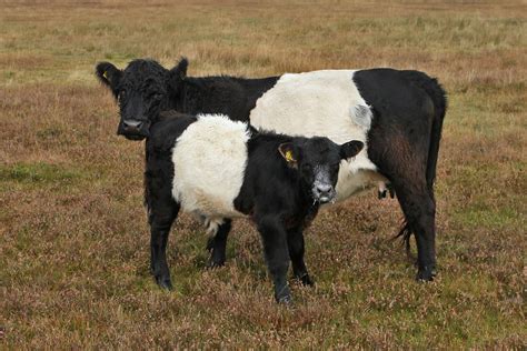 Gower Wildlife: Belted Galloway Cattle on Cefn Bryn