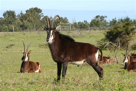 Sable Antelope — B. Bryan Preserve