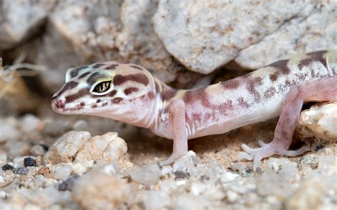 Western Banded Gecko (Darby Well Wash Species List) · iNaturalist