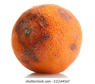 7,393 Rotten Orange Fruit Images, Stock Photos & Vectors | Shutterstock