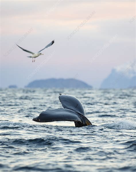 Humpback whale showing fluke - Stock Image - C041/1187 - Science Photo ...