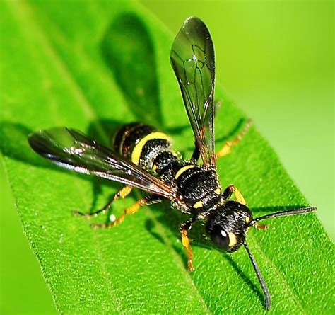 Order Hymenoptera - Ants, Bees, Wasps and Sawflies - Cerceris - BugGuide.Net