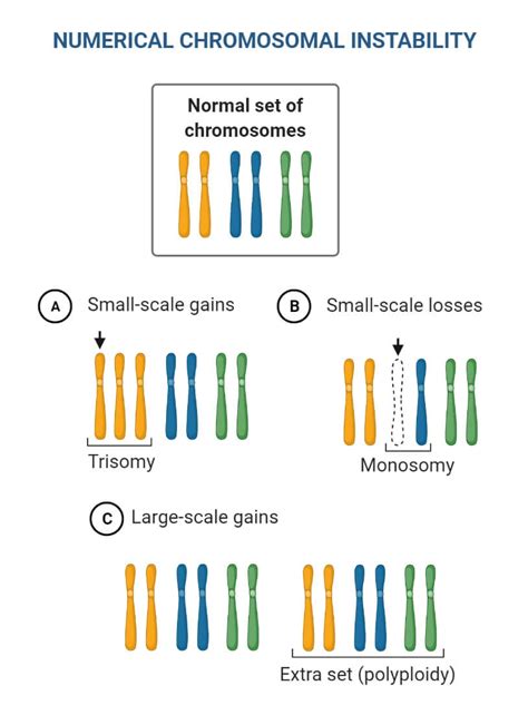 Chromosomal Mutation: Causes, Mechanism, Types, Examples