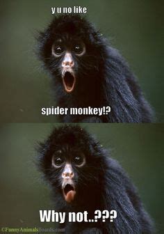 Spider Monkey Animal Memes, Nurse Humor, Life Humor, Gorilla, Make Me Smile