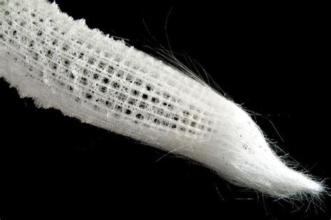 Image of dried skeleton of the glass sponge, Euplectella aspergillum ...