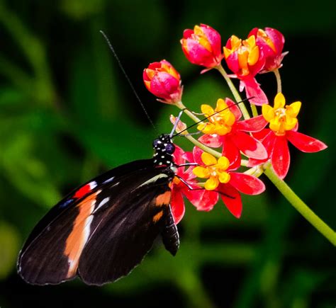 Postman Butterfly - Animal - Photo.net