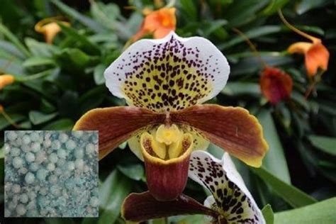 Free Orchid Fertilizer Sample - my Garden and Greenhouse