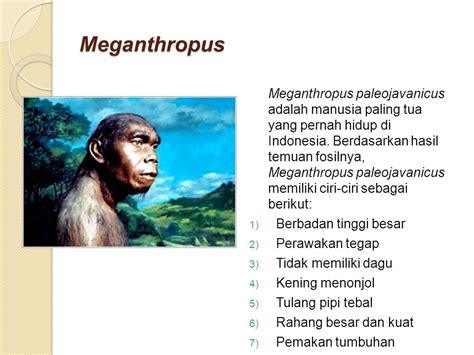 Ciri Manusia Purba Meganthropus Paleojavanicus – Ujian