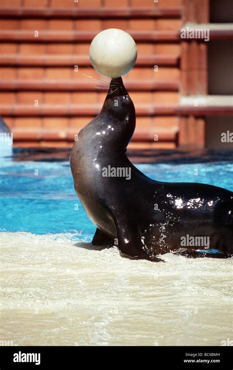 Sea lion ball hi-res stock photography and images - Alamy