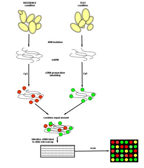 Basic diagram of DNA microarray technique employing two color labels ...