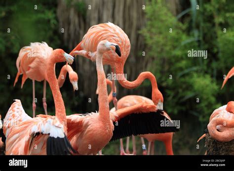 Animals in Barcelona Zoo Stock Photo - Alamy