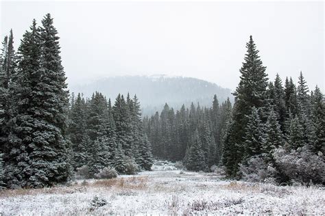 Snowy Pine Forest Photograph by Amy Sorvillo - Fine Art America