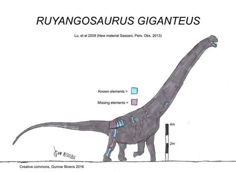 Ruyangosaurus - Alchetron, The Free Social Encyclopedia