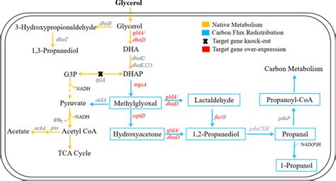 Pathways of 1,2-propanediol synthesis from glycerol in K. pneumoniae.... | Download Scientific ...