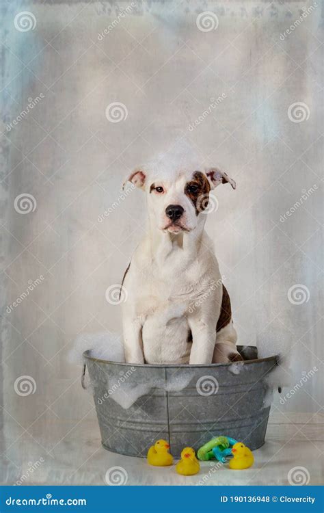 Dog in a Bath Tub with Bubbles Stock Photo - Image of poppy, bull ...