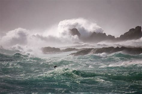 The Sub-Antarctic Neighbourhood — Macquarie Island Conservation Foundation