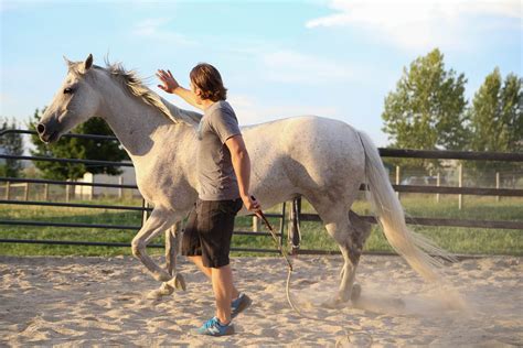 Beginners Guide to Natural Horsemanship — by Don Jessop | by Don ...