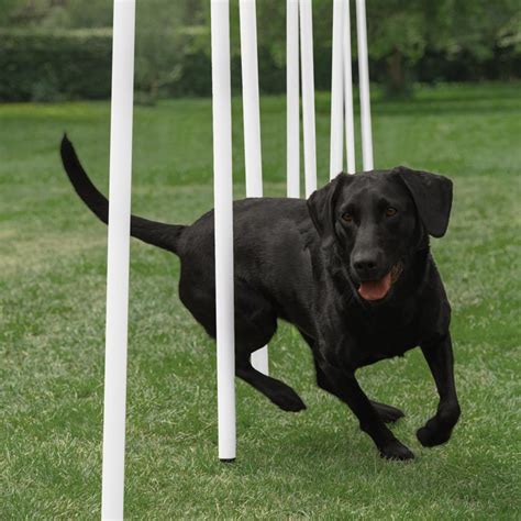 DOGM8 Dog Agility Weave Poles 12 Pack