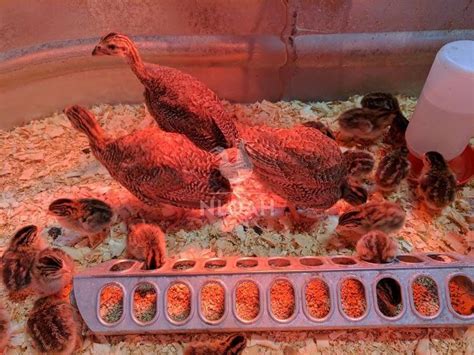 How to Raise Guinea Fowl from A to Z • New Life On A Homestead