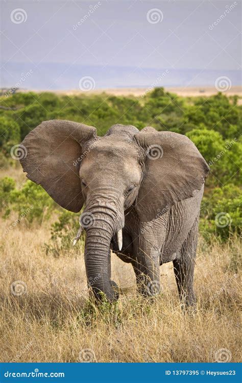 Elephant eating grass stock image. Image of ivory, ears - 13797395