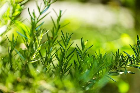 Premium Photo | Fresh rosemary herb grow outdoor. rosemary leaves close-up.