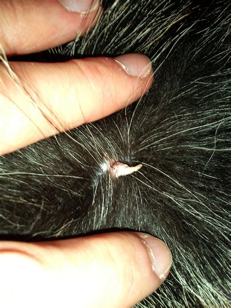 Sebaceous Cyst Dog Picture - PetsWall