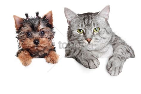 Cat Dog Friendship Poster White Background Wallpaper cutout PNG & clipart images | TOPpng