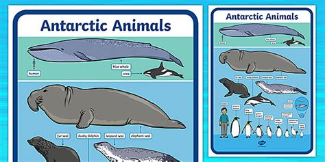 Antarctic Animals Size Comparison Poster - Twinkl