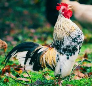 Bantam (Miniature) Chickens: Small, Quiet Egg Layers - Silver Homestead