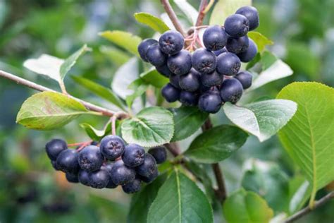 Growing Chokeberries: A Guide To Raising This Delicious Super Fruit