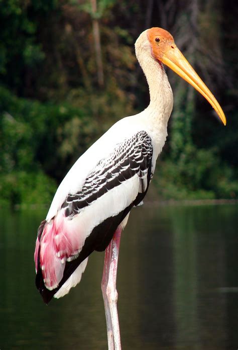 Painted Stork- such a beautiful bird- a little pink on the bottom of its wings, a bright orange ...