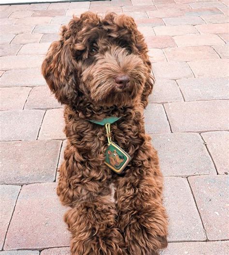 The Chocolate Labradoodle: Your Complete Guide