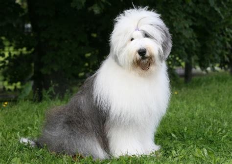 Old English Sheepdog: Breed Info, Pictures, Traits & Care – Dogster