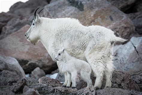 Baby Mountain Goats