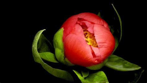 10 Absolutely Gorgeous Blooming Flower GIFs