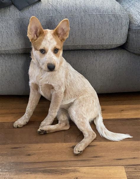 Australian Red Heeler Puppies For Sale | San Diego, CA #320377