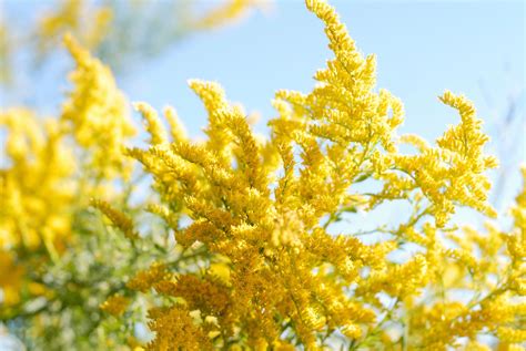 The goldenrod, which blooms from July to October, was named the state ...