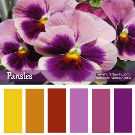 Pansies | Color schemes, Pansies, World of color