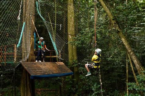 St Lucia: Rainforest Zipline, Tram, and Hiking Shore Excursion 2019