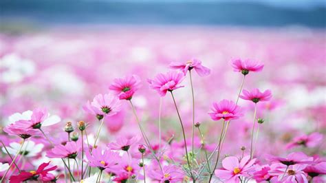 Pink Summer Flowers Wallpapers - Wallpaper Cave