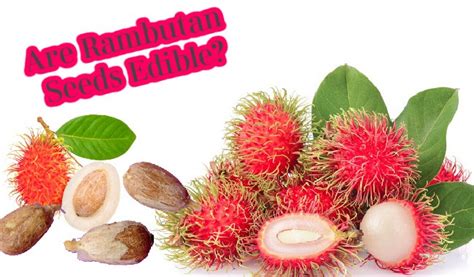 Are Rambutan Seeds Edible? – Fruitinformation.com