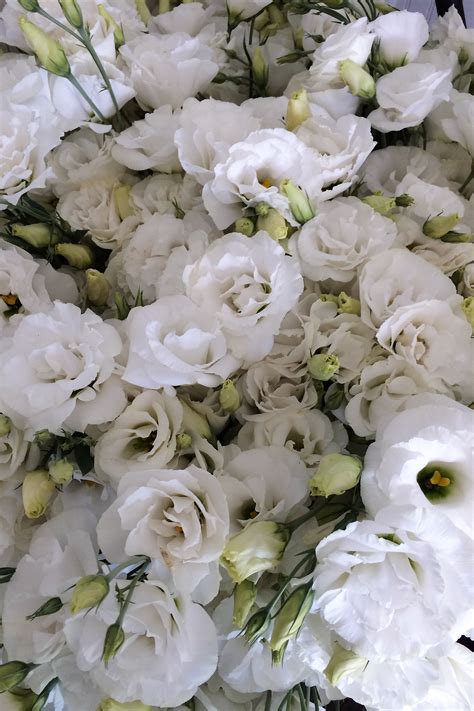 Five Tricks to Growing Fantastic Field Lisianthus - lovenfresh