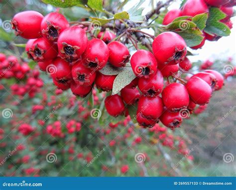 Wild Hawthorn Berries in Natural Conditions, a Medicinal Plant Stock ...