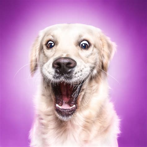 Funny (Dog) Faces ‹ Erblicken.com