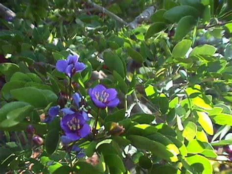 Jamaica National Flower - The Lignum Vitae