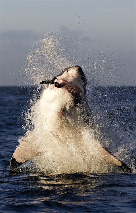 Shark Cage Diving False Bay Cape Town